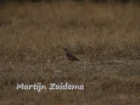 Grote Lijster [Turdus viscivorus]